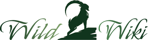 Wild Wiki